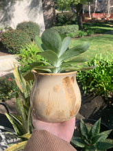 Load image into Gallery viewer, Succulent Plant Pot Handmade Crystalline Glazed Planter
